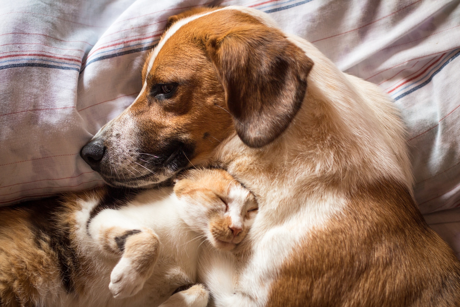 A brown dog and cat wake up hugging from a nap
