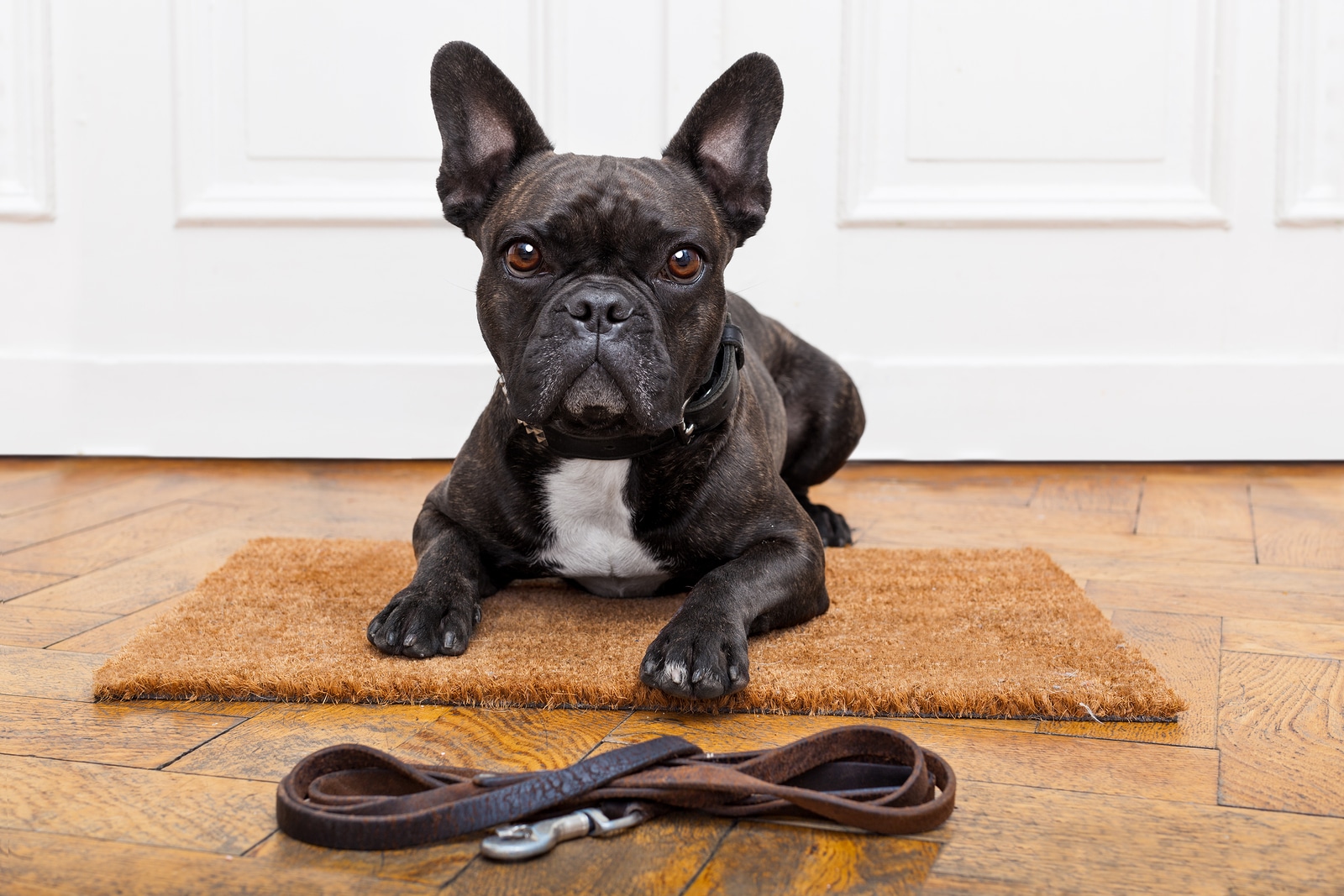 Dog Waiting For Walk