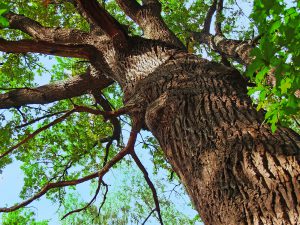 Old Oak Tree