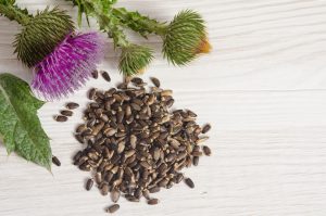 Seeds of a milk thistle with flowers (Silybum marianum Scotch Thistle Marian thistle ) on wooden table