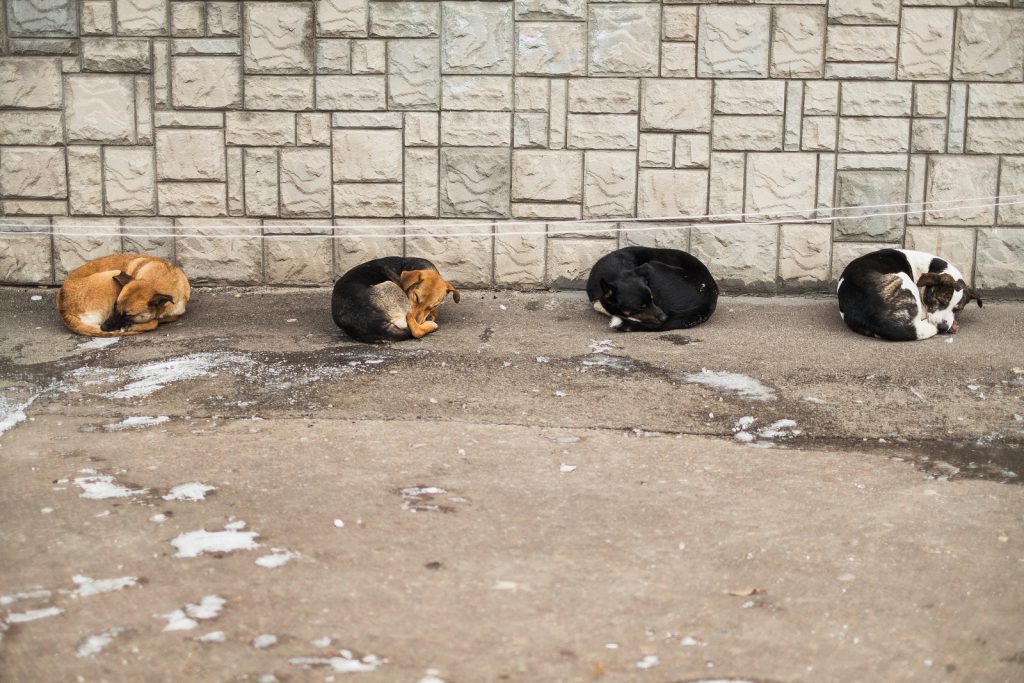 Cute Four Street Dogs Slipping Together