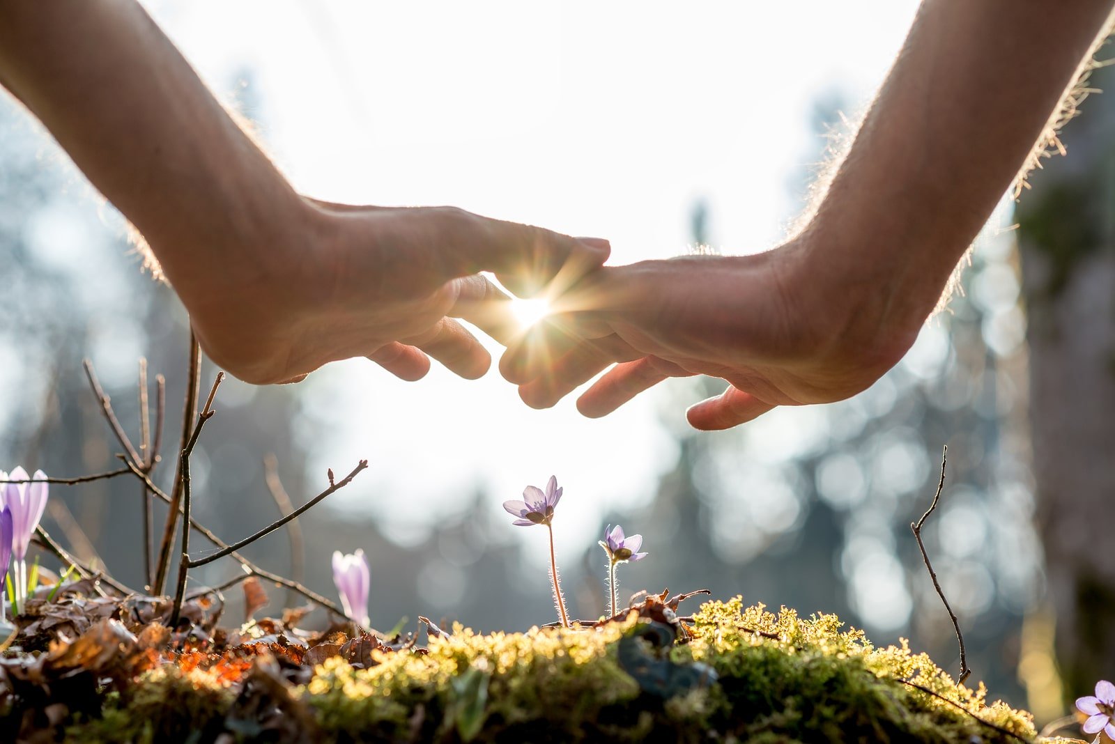 Hand Covering Flowers At The Garden With Sunlight