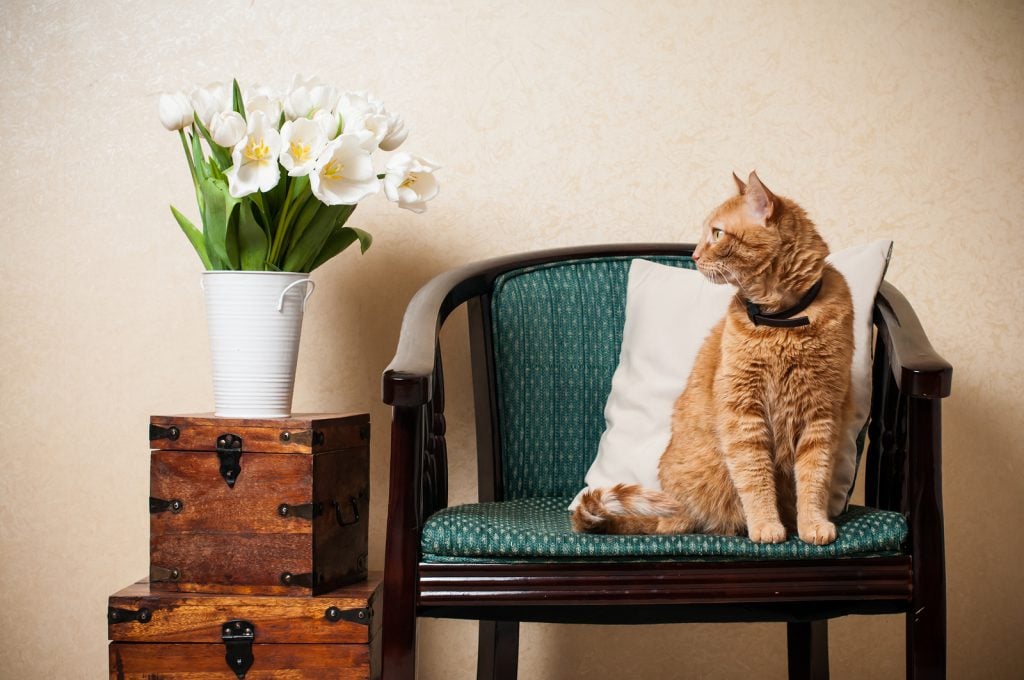 Home interior, cat sitting in an armchair, a wall and a bouquet of white tulips
