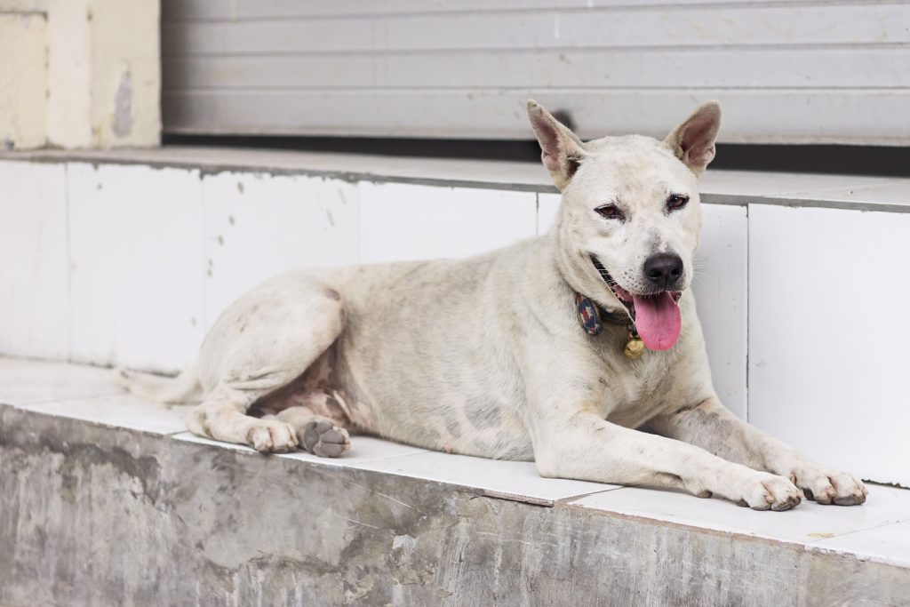 Homeless dog abandoned on the streets