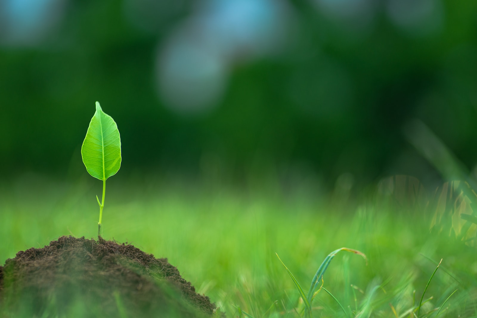 Small green plant starting to grow from the pure eco soil over the green grass background