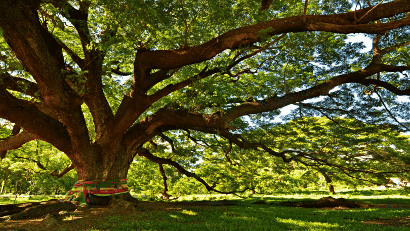 Árvore grande em um campo aberto