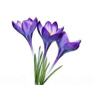 Violet flowers of crocus isolated on a white background