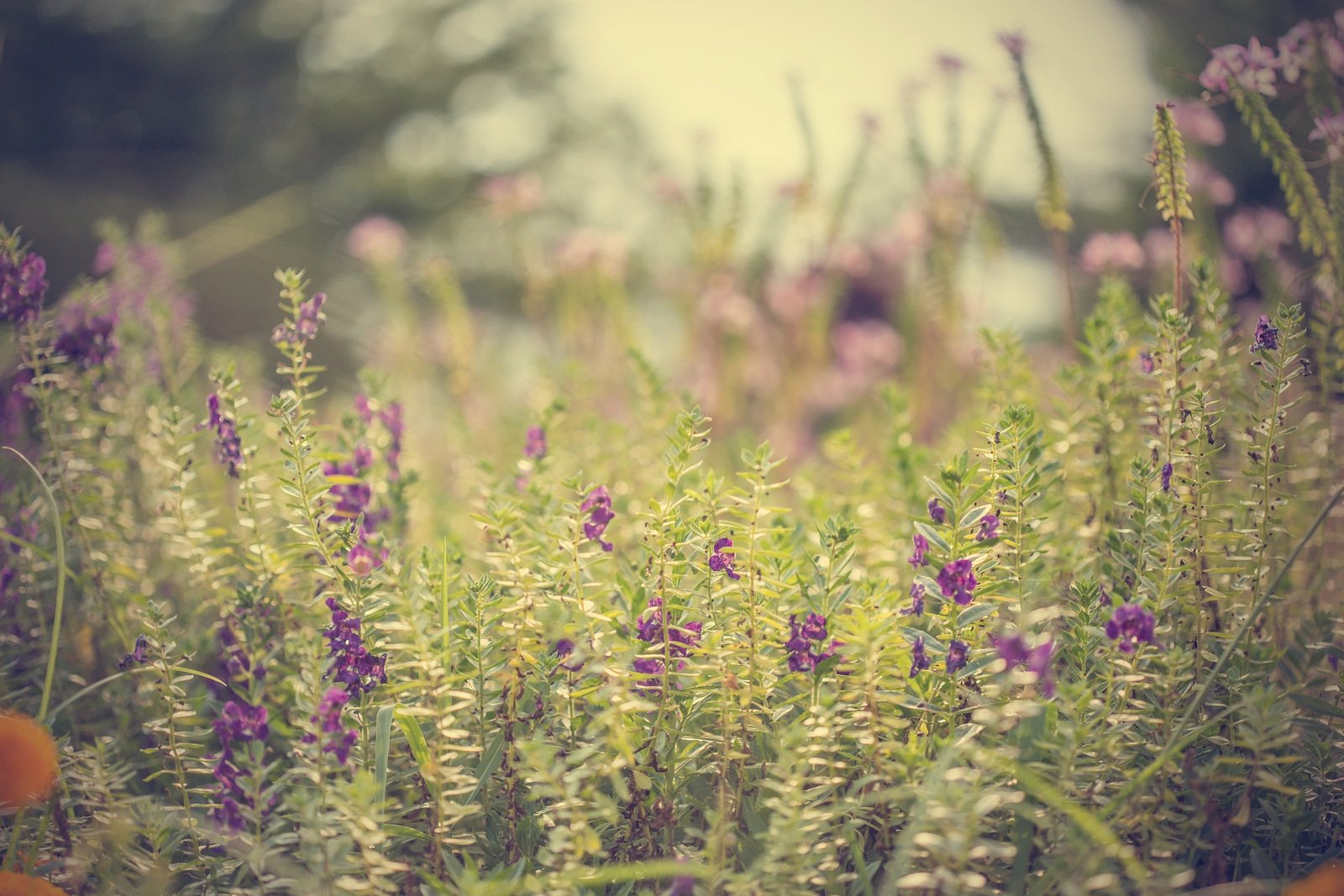 Flower Background