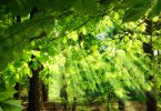 Raios de luz solar caindo através das folhas frescas e exuberantes de faias em uma floresta verde, criando uma atmosfera surreal e agradável