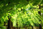 Raios de luz solar caindo através das folhas frescas e exuberantes de faias em uma floresta verde, criando uma atmosfera surreal e agradável