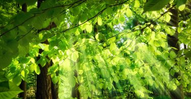 Raios de luz solar caindo através das folhas frescas e exuberantes de faias em uma floresta verde, criando uma atmosfera surreal e agradável