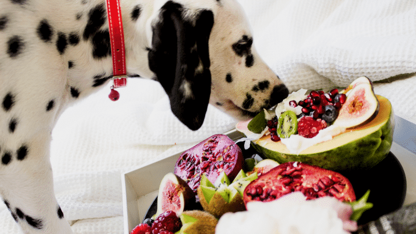 Cachorro comendo frutas