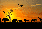 Silhueta de animais selvagens andando durante o pôr do sol