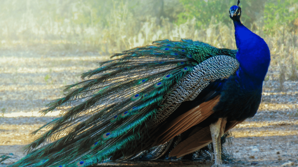 Pavão