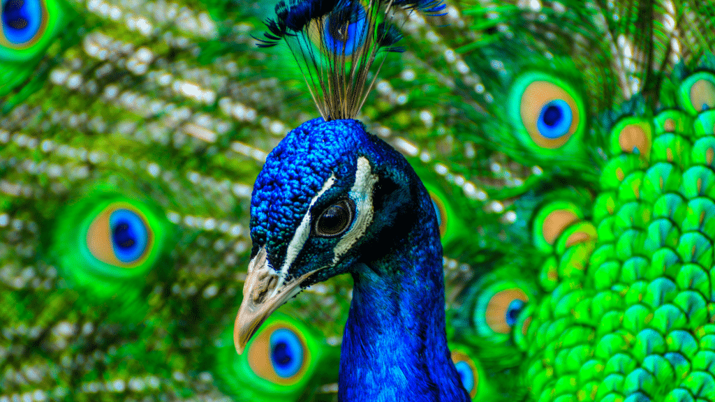 Pavão