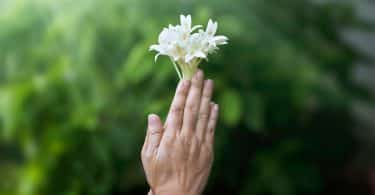 Mãos brancas juntas segurando flores brancas.