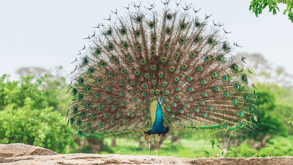 Pavão