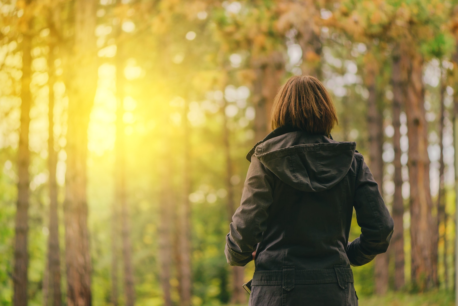 Rear view of casual female looking at morning sunlight through trees autumn park or forest woman in fall season environment scenery from behind