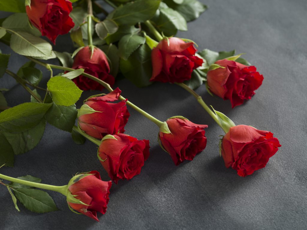 Beautiful bunch of roses on a grey background for a funeral