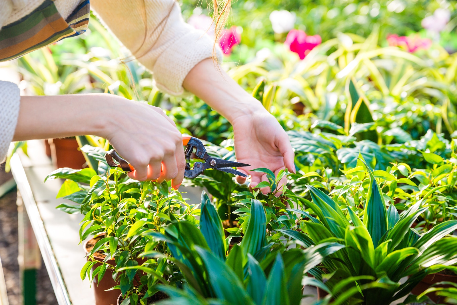 Closeup of hand of woman gardener trimming plants with pruning shears in garden center