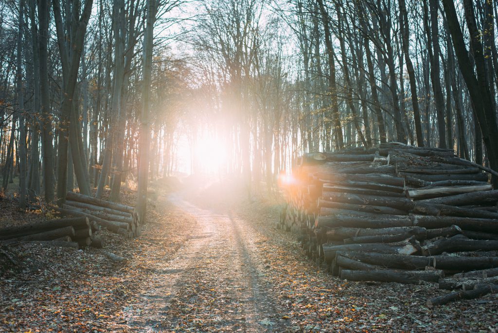 Sunset in forest, forest path and wood