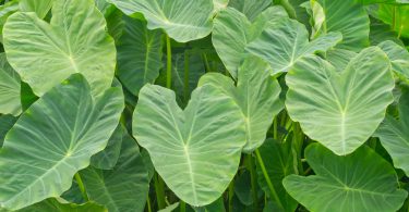 Folhas de taioba em plantação