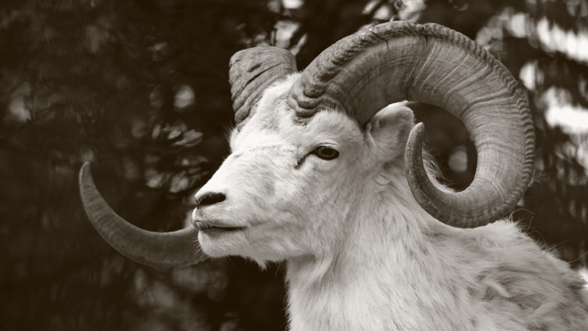 Aries 225