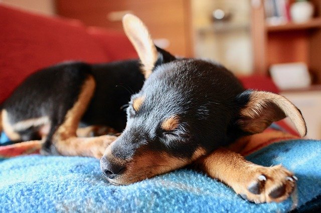 Cachorro pequeno dormindo com a cabeça em cima de uma de suas patas.