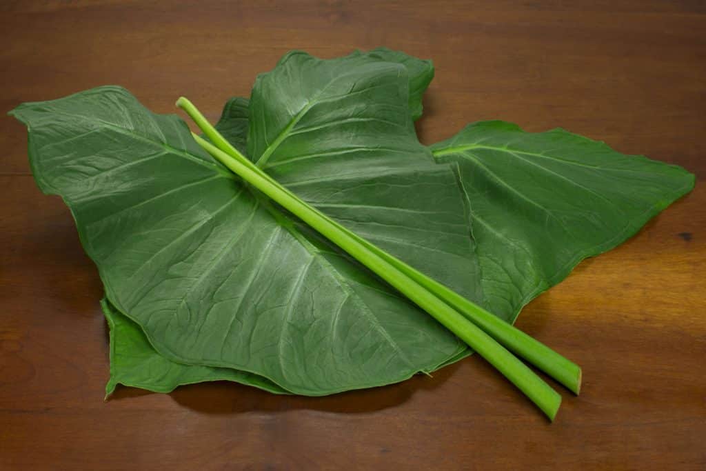 Planta taioba em uma mesa de madeira