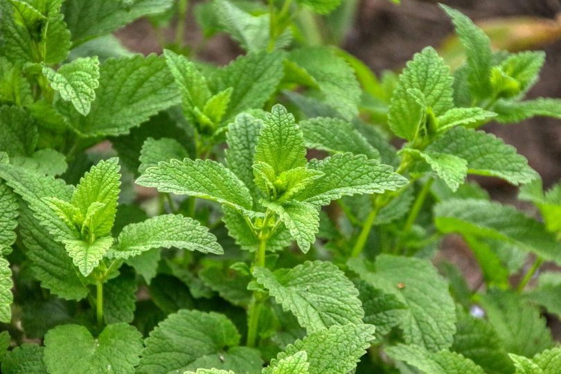 Plantação de erva-cidreira