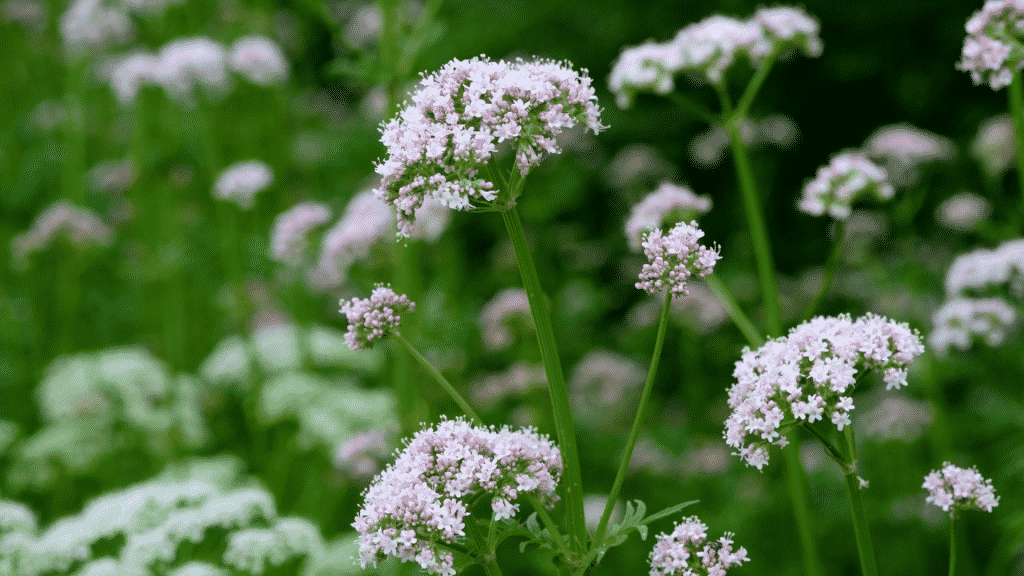 Valeriana