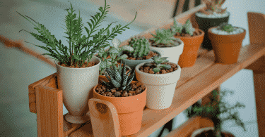 Vasos de plantas dentro de casa