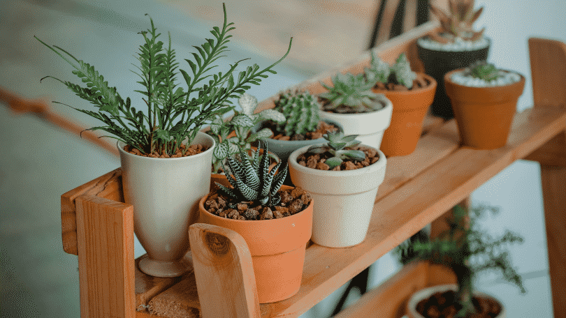 Vasos de plantas dentro de casa