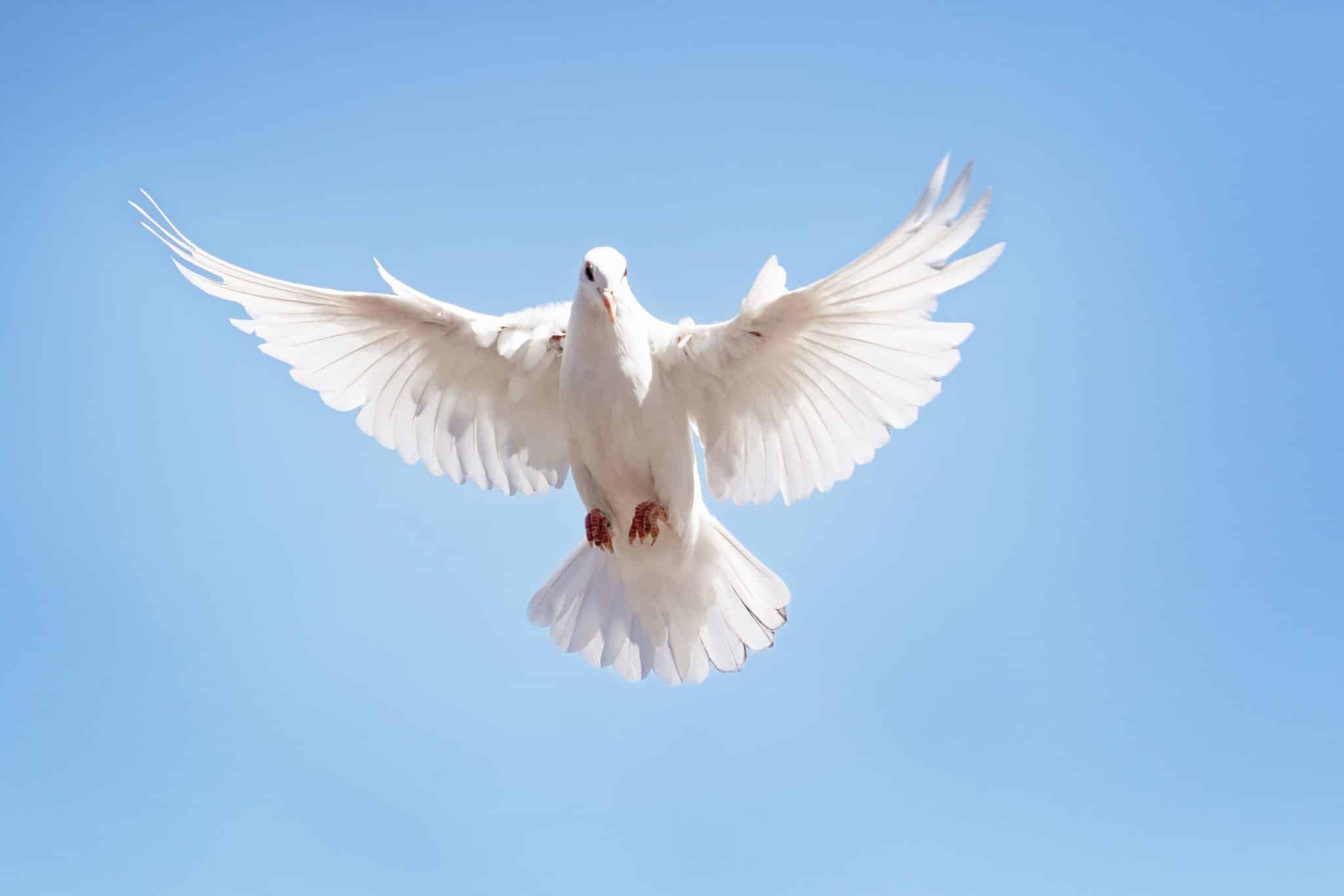 Entenda por qual motivo a pomba branca representa a paz!
