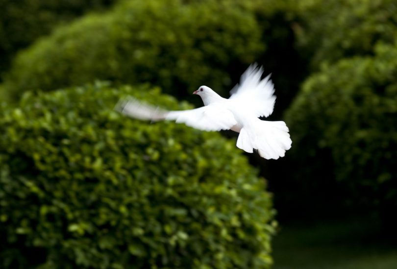 Desejo De Paz Voce Sabe Por Que A Pomba Branca E O Simbolo Da Paz