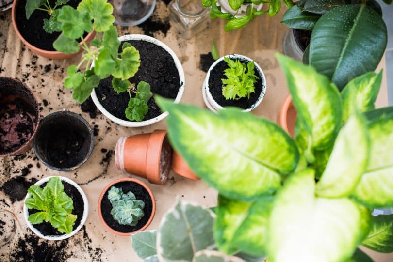 Vasos com plantas.