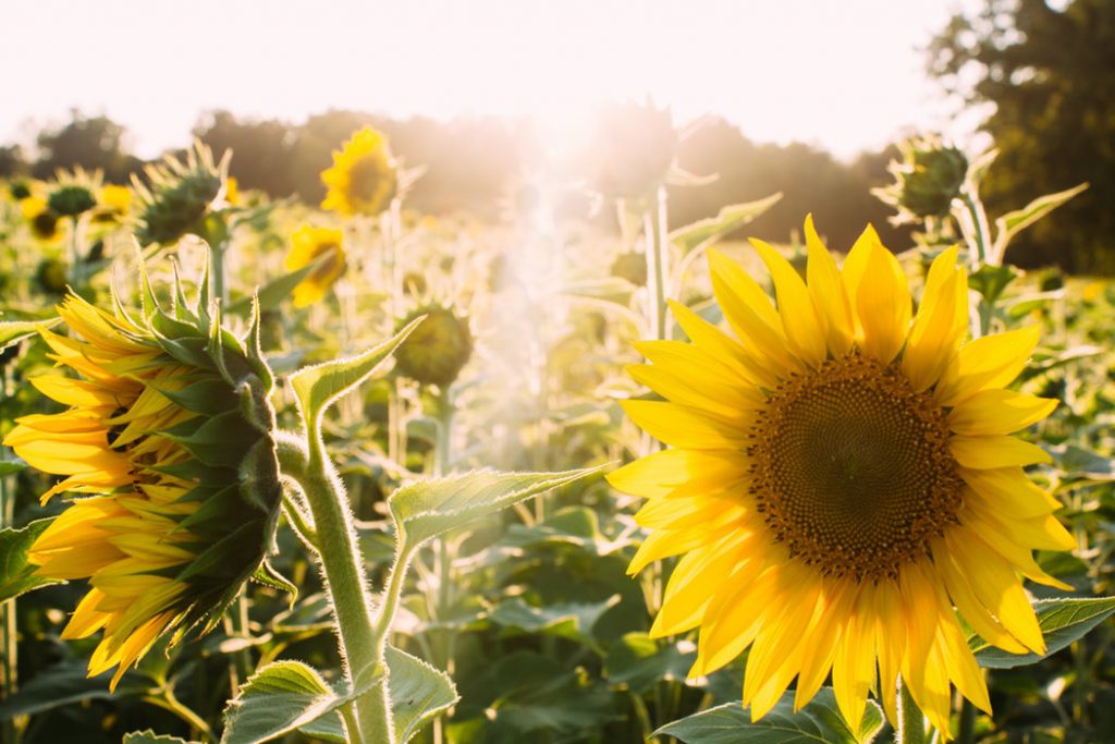 Featured image of post Imagens De Amanhecer Com Flores - Veja mais ideias sobre lindas paisagens, imagens de ele terá que tomar algumas atitudes radicais com determinadas plantas, que estão ocupando espaços sem produzir.