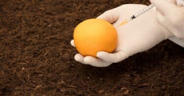 Mãos de uma pessoa com luva injetando com uma seringa conservante em uma laranja