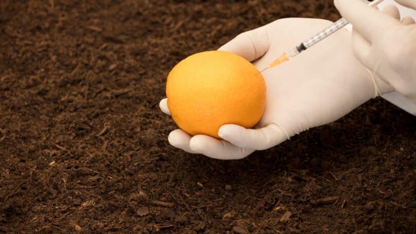 Mãos de uma pessoa com luva injetando com uma seringa conservante em uma laranja
