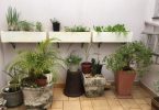 Plantas