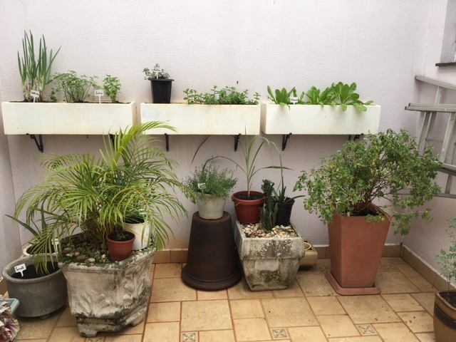 Plantas