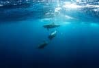 Três golfinhos nadando no mar