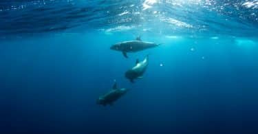 Três golfinhos nadando no mar