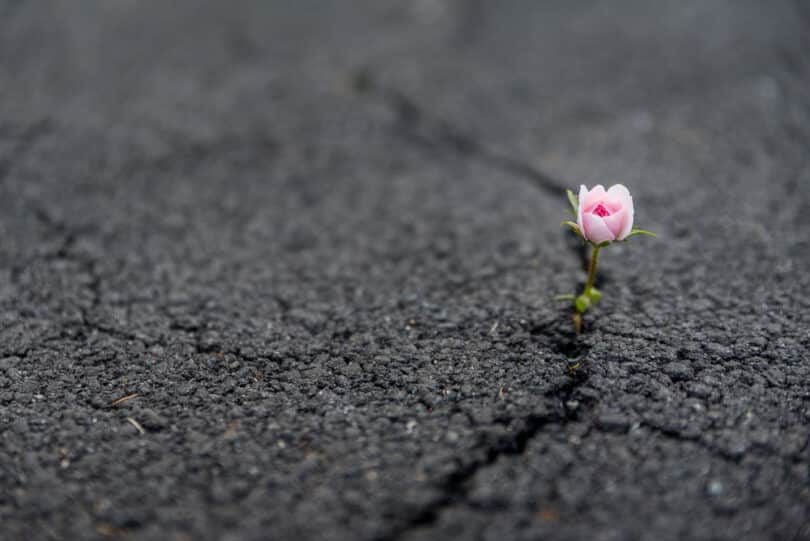 flor rosa crescendo num pedaço de asfalto