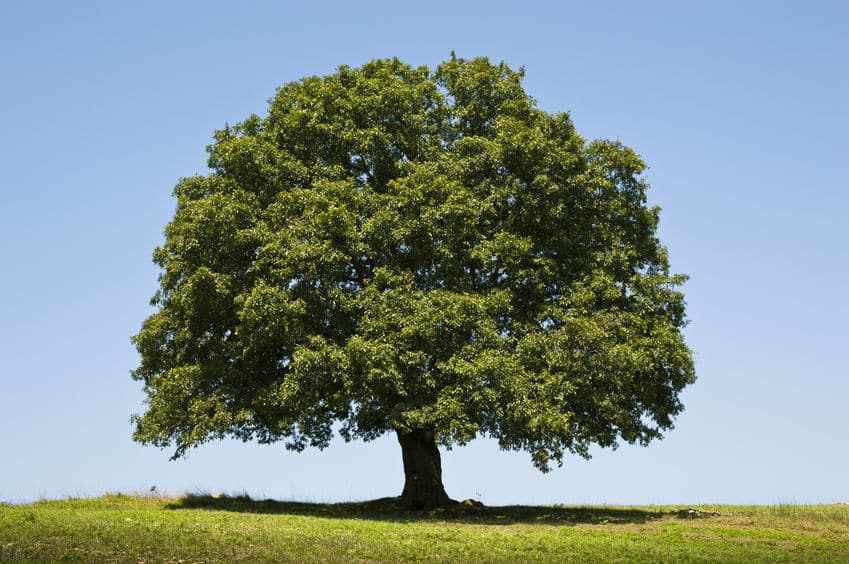 Dia da Árvore: aprenda uma prece para fazer nesta data