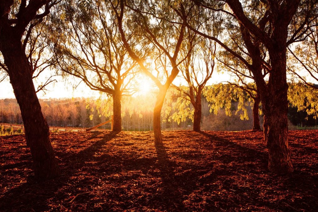 Bosque de árvores iluminado por um pôr do sol alaranjado.