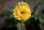 Flor amarelo em um jardim