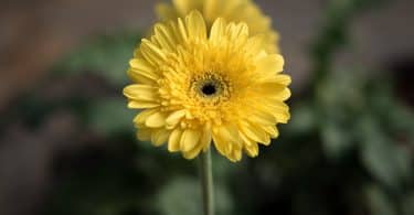 Flor amarelo em um jardim