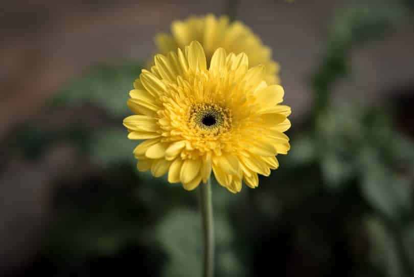 Flor amarelo em um jardim