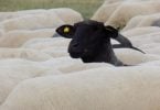 Ovelha negra levantando a cabeça no meio de um rebanho de ovelhas brancas.